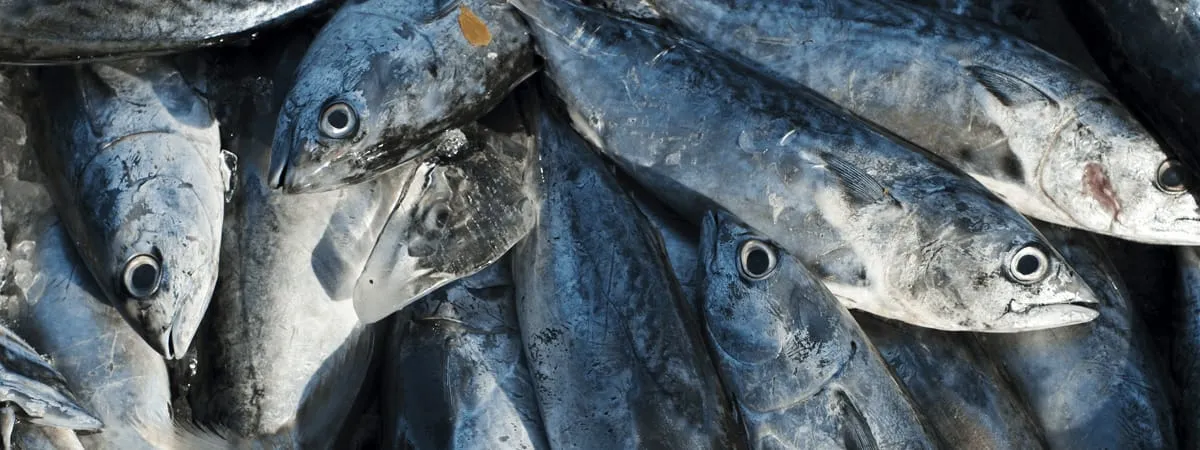 Fresh Frozen Seafood In-stcok